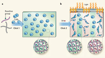 Sequential Click Reactions for Synthesizing and Patterning 3D Cell Microenvironments