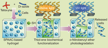 Cytocompatible Click-based Hydrogels with Dynamically-Tunable Properties through Orthogonal Photoconjugation and Photocleavage Reactions