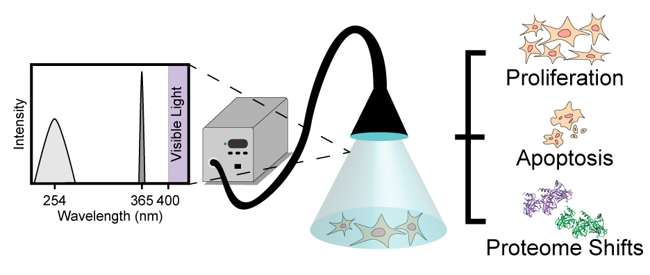 Proteome-wide Analysis of Cellular Response to Ultraviolet Light for Biomaterial Synthesis and Modification