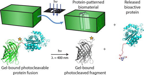 Genetically Encoded Photocleavable Linkers for Patterned Protein Release from Biomaterials