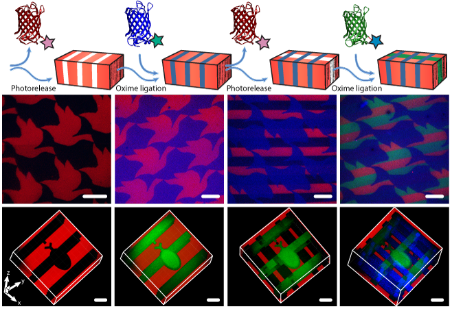 Bioactive Site-Specifically Modified Proteins for 4D Patterning of Gel Biomaterials