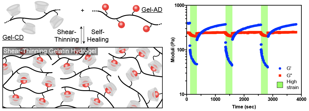 Self-Healing Injectable Gelatin Hydrogels for Localized Therapeutic Cell Delivery