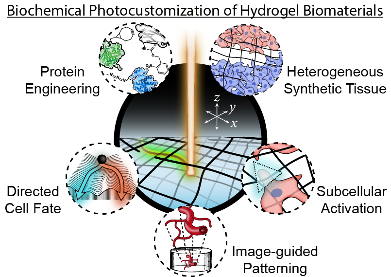 4D Biochemical Photocustomization of Hydrogel Scaffolds for Spatiotemporally Heterogeneous Tissue Engineering