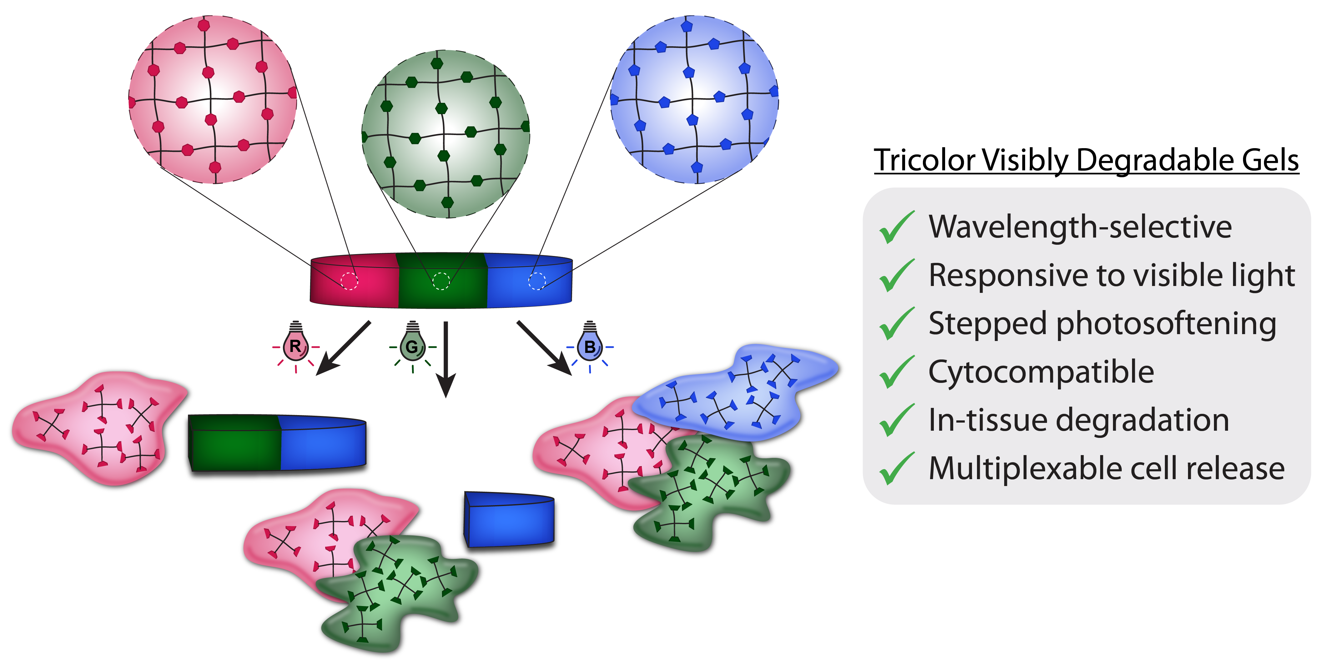 Tricolor Visible Wavelength-selective Photodegradable Hydrogel Biomaterials