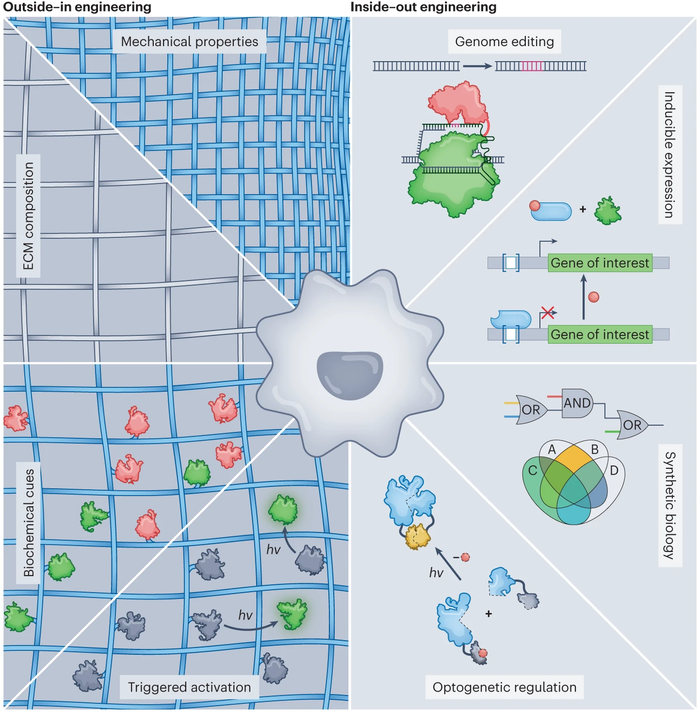 Engineering Native Biological Complexity from the Inside–out and Outside–in. 