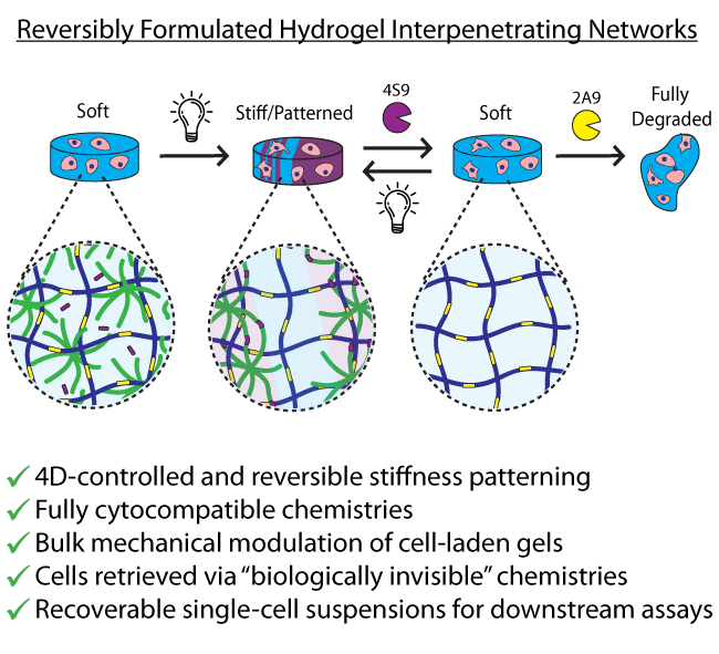 Stepwise Stiffening/Softening of and Cell Recovery from Reversibly Formulated Hydrogel Interpenetrating Networks
