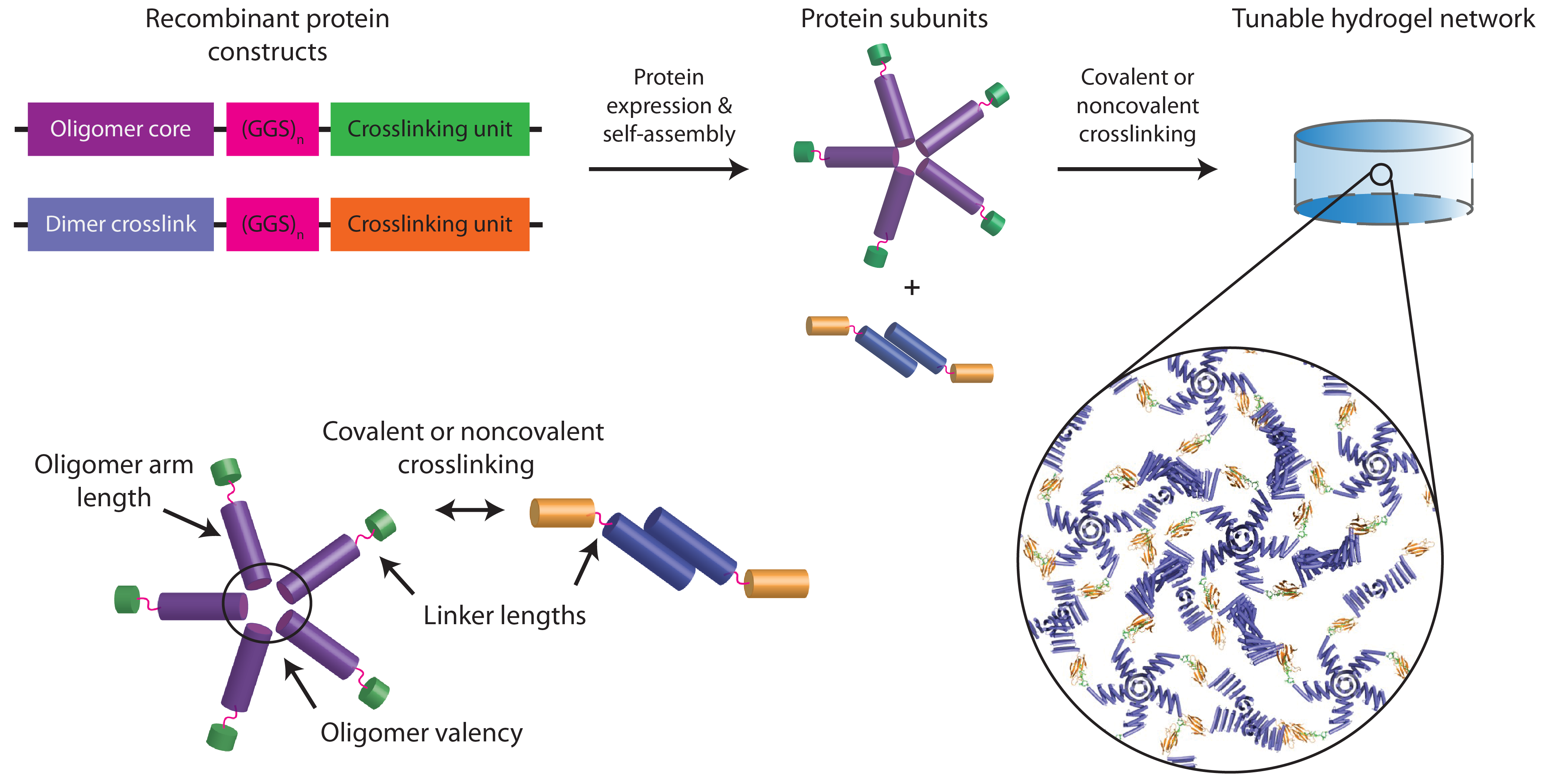 Engineering Native Biological Complexity from the Inside–out and Outside–in. 