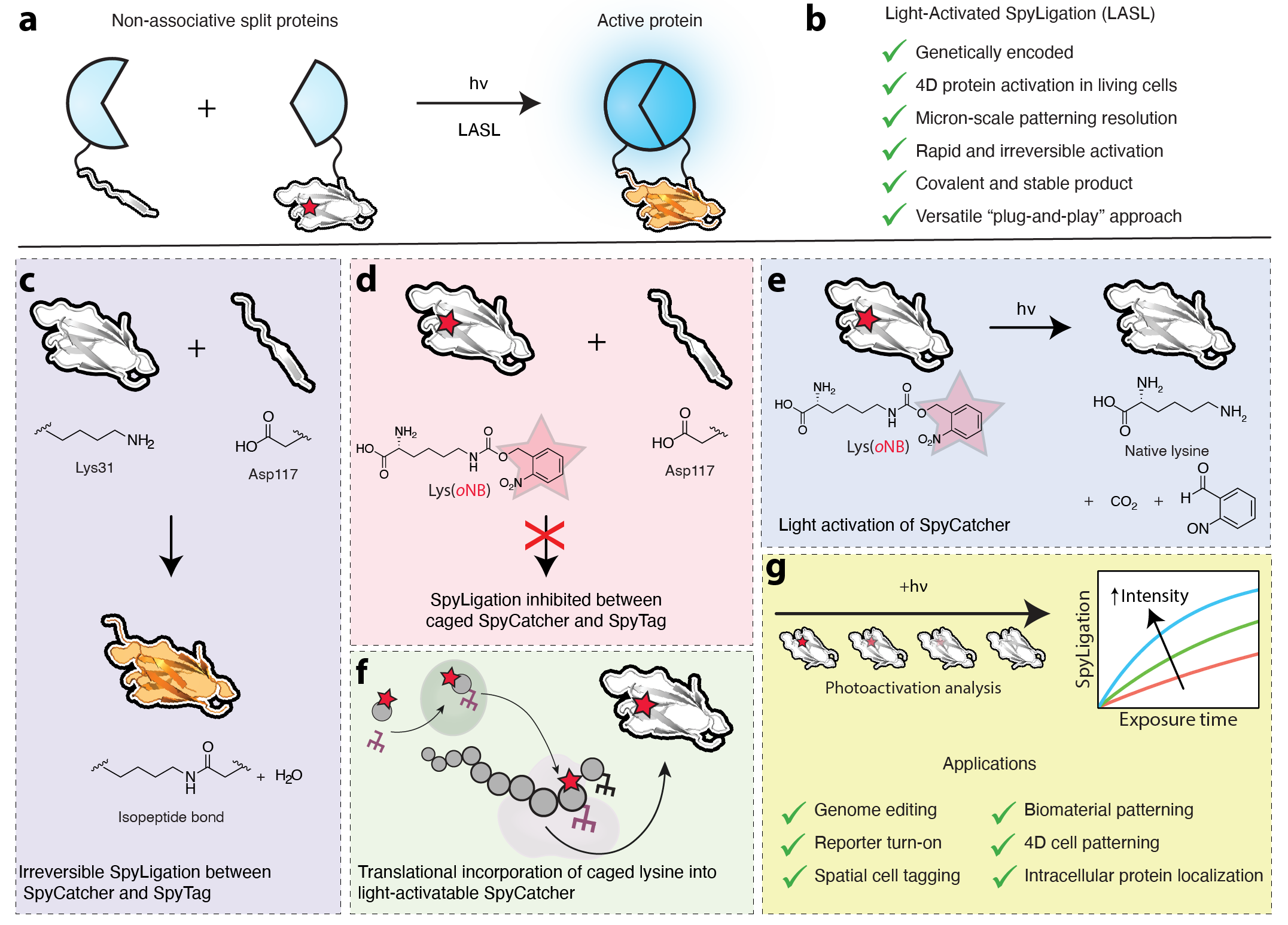 Irreversible Light-activated SpyLigation Mediates Split Protein Assembly in 4D