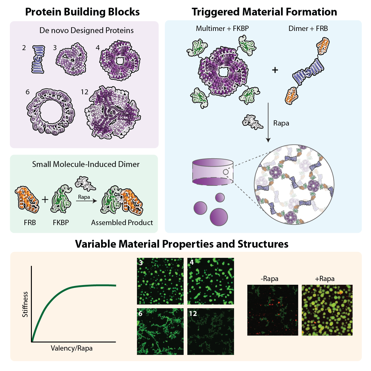 Stimuli-triggered Formation of De novo-designed Protein Biomaterials