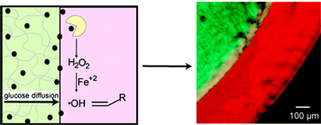 Formation of Three-Dimensional Hydrogel Multilayers Using Enzyme-Mediated Redox Chain Initiation