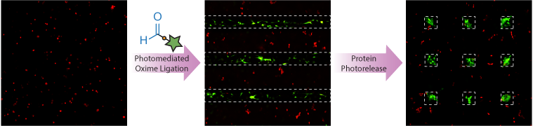 A Photoreversible Protein-Patterning Approach for Guiding Stem Cell Fate in Three-Dimensional Gels