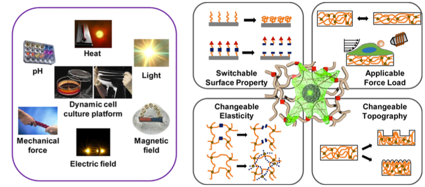 Dynamically Tunable Cell Culture Platforms for Tissue Engineering and Mechanobiology