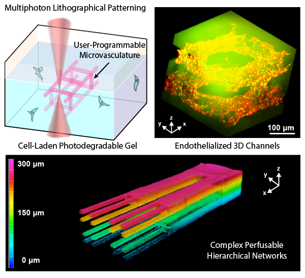 Multicellular Vascularized Engineered Tissues through User-Programmable Biomaterial Photodegradation