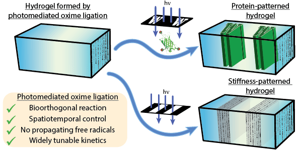 Photomediated Oxime Ligation as a Bioorthogonal Tool for Spatiotemporally-Controlled Hydrogel Formation and Modification