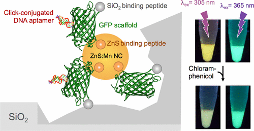 Streamlined Synthesis and Assembly of a Hybrid Sensing Architecture with Solid Binding Proteins and Click Chemistry