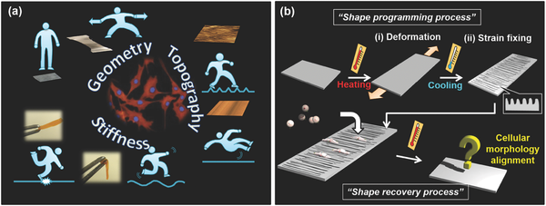 A Combinational Effect of “Bulk” and “Surface” Shape-Memory Transitions on the Regulation of Cell Alignment