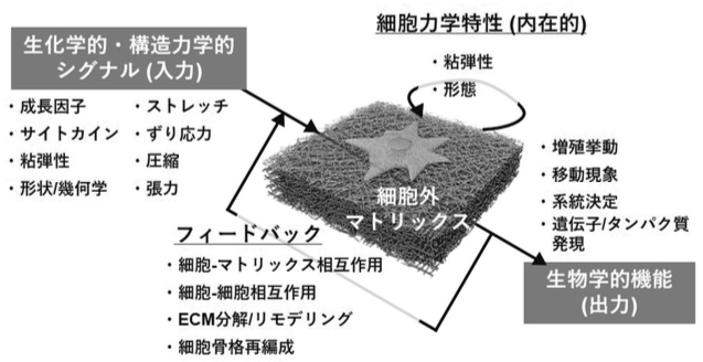 Spatiotemporally Tunable Biomaterials for Revealing the Mechanism of Cellular Mechanical Memory