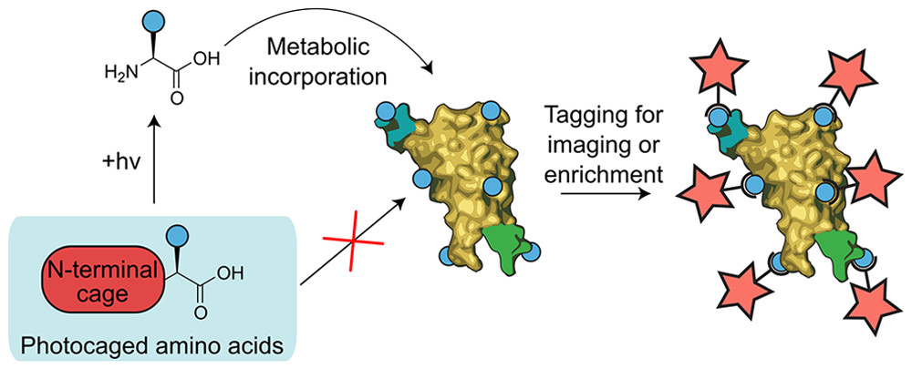 Light-Activated Proteomic Labeling via Photocaged Bioorthogonal Non-Canonical Amino Acids