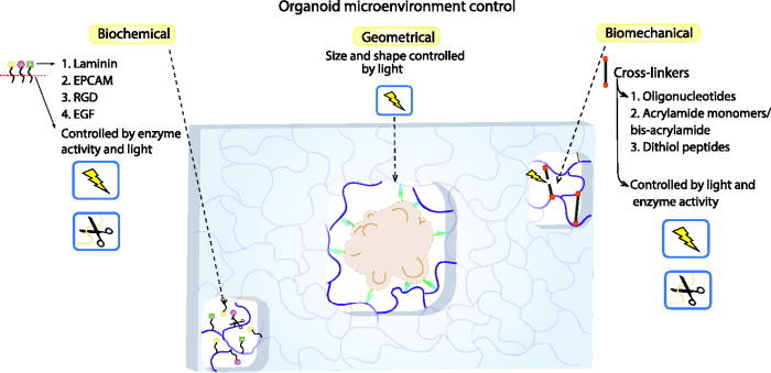 Synthetic Scaffolds to Control the Biochemical, Mechanical and Geometrical Environment of Stem Cell-Derived Brain Organoids