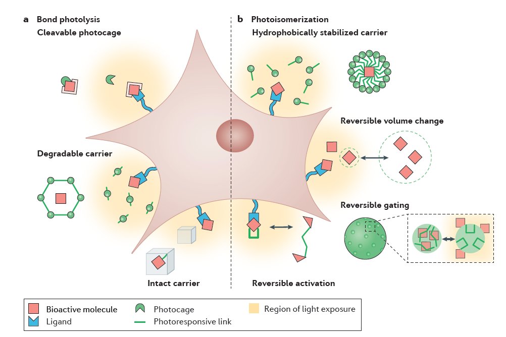 Photoresponsive Biomaterials for Targeted Drug Delivery and 4D Cell Culture