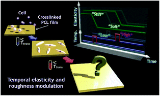 Dynamic Alterations of Hepatocellular Function by On-Demand Elasticity and Roughness Modulation