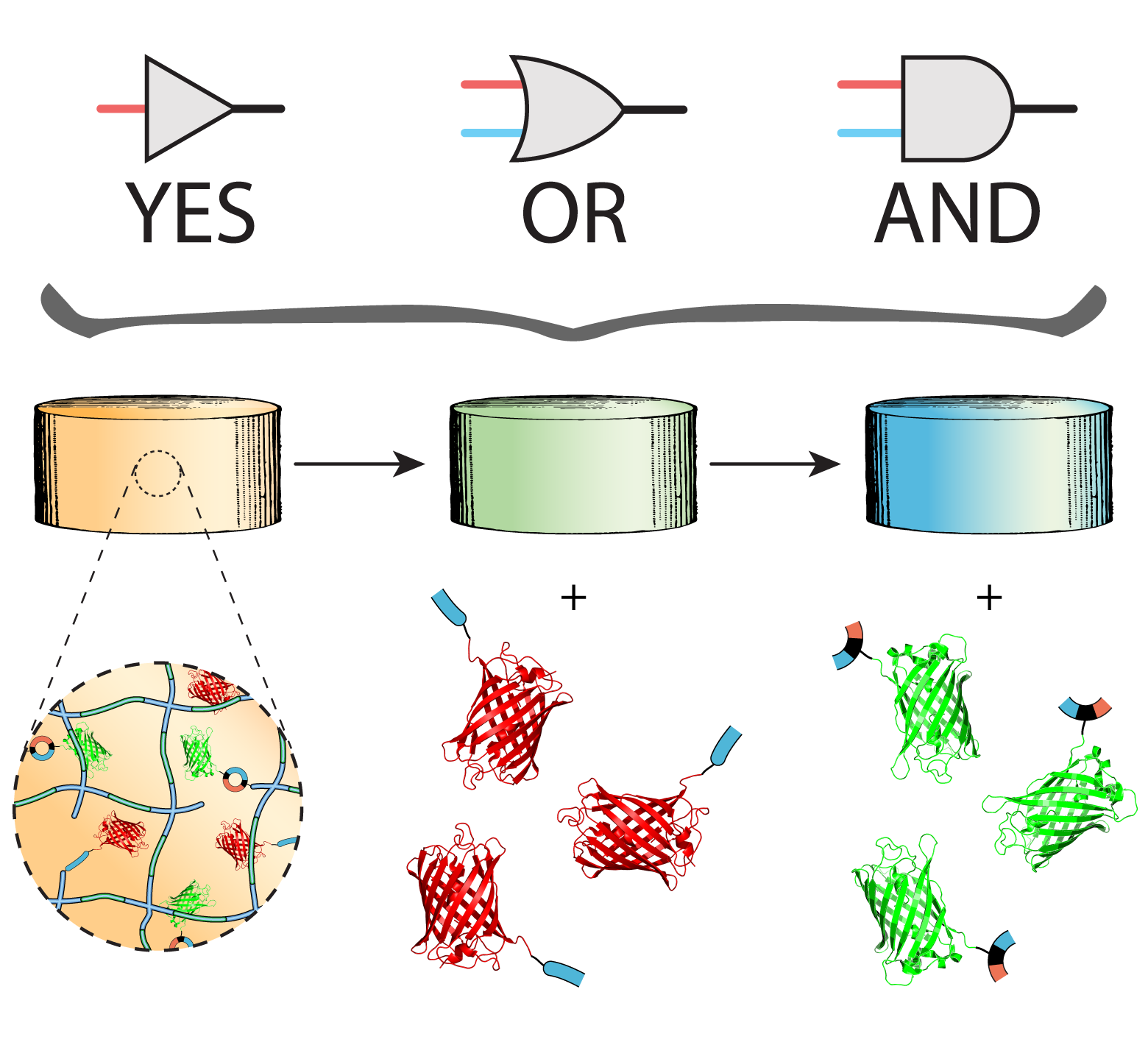 Logic-Based Delivery of Site-Specifically Modified Proteins from Environmentally Responsive Hydrogel Biomaterials