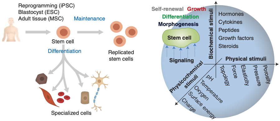 Next-Generation Biomaterials for Culture and Manipulation of Stem Cells