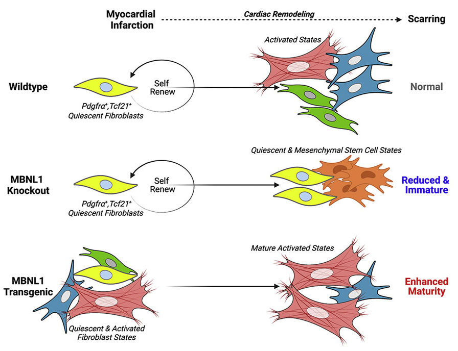 MBNL1 Drives Dynamic Transitions Between Fibroblasts and Myofibroblasts in Cardiac Wound Healing