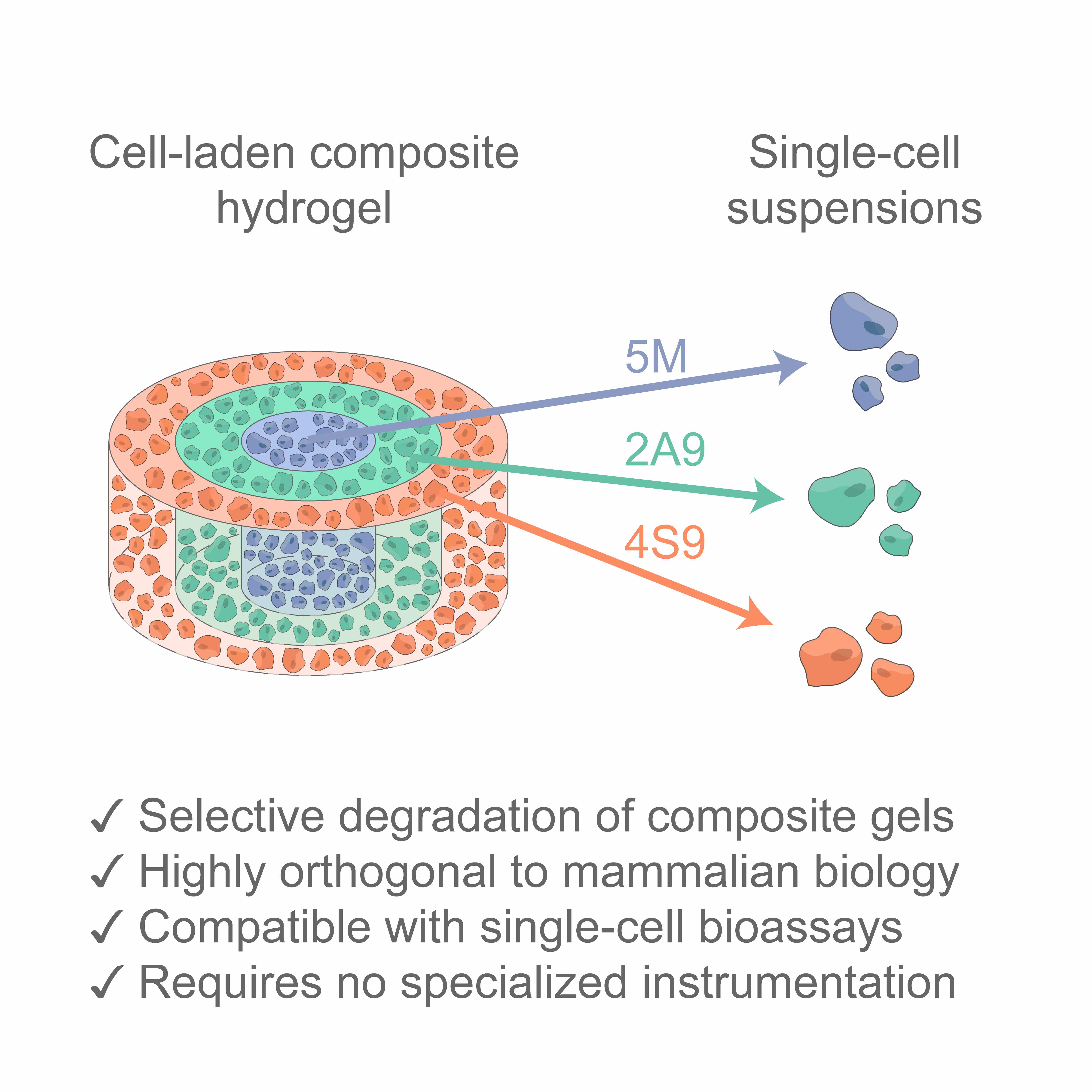 User-controlled 4D Biomaterial Degradation with Substrate-selective Sortase Transpeptidases for Single-cell Biology